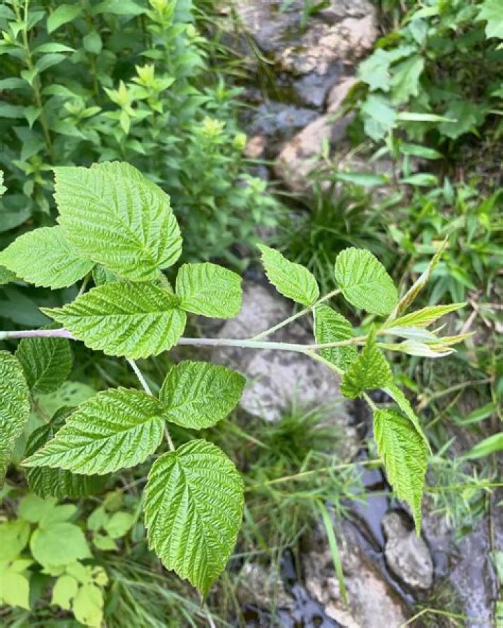 Are all raspberry leaves edible?