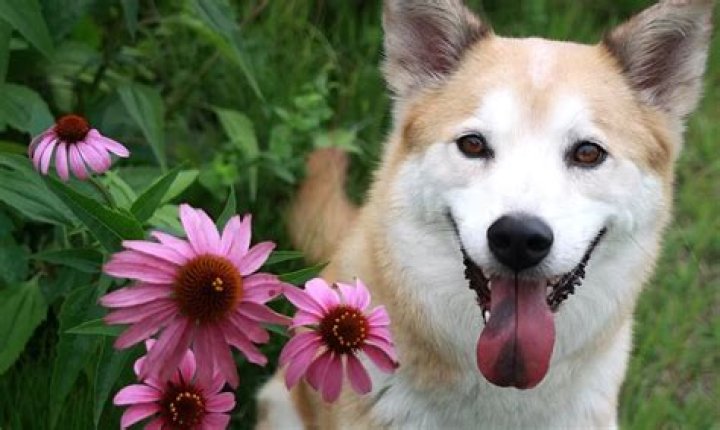 Are coneflowers toxic to dogs?