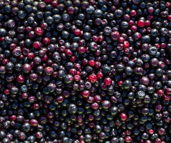 Are huckleberries expensive?