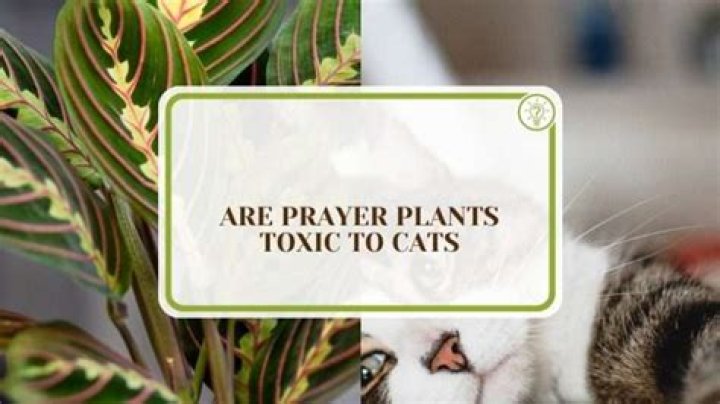 Are prayer plants toxic?