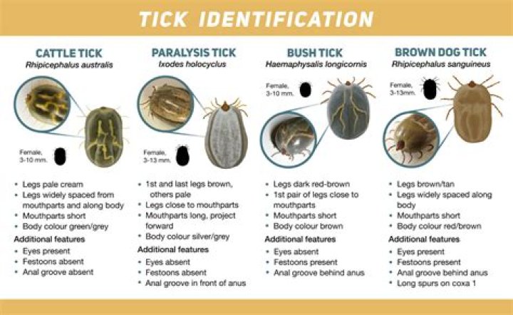 Are ticks found in grass or trees?