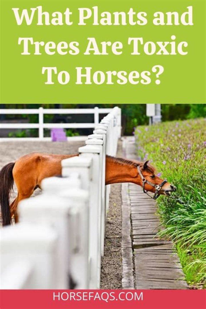 Are wild cherry trees toxic to horses?