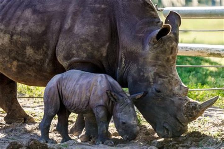 
Baby Rhino Born at Busch Gardens Tampa Bay Named Viazi — Which Means ‘Potato’ in Swahili 