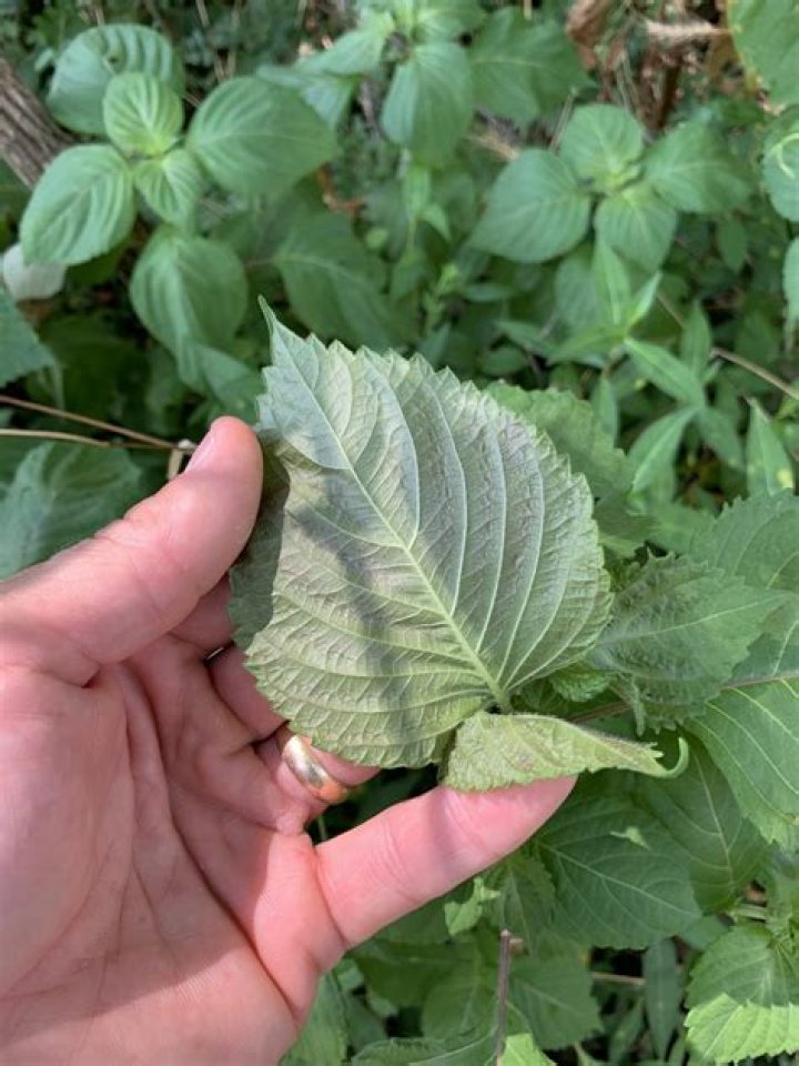 Can humans eat leaves to survive?