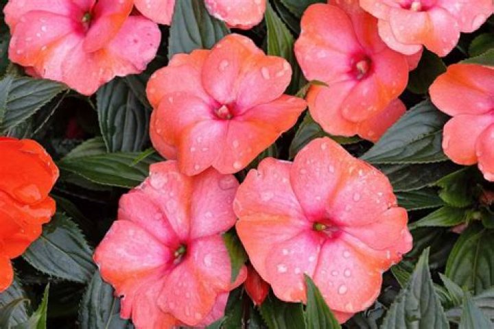 Can impatiens tolerate morning sun?