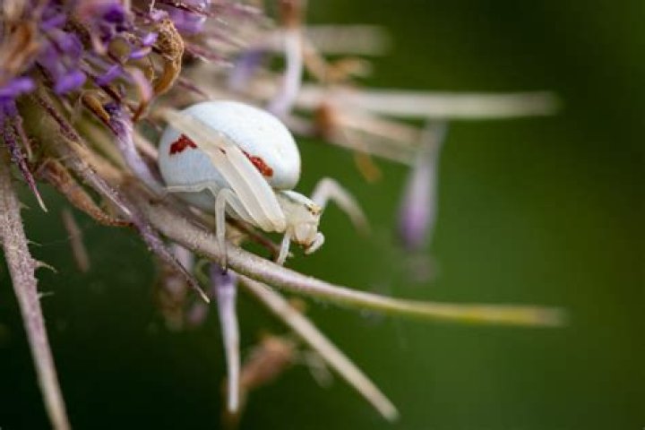 Can spiders change their color?