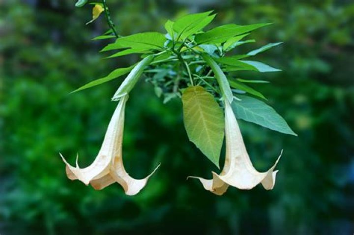 Can you grow angel trumpets from cuttings?