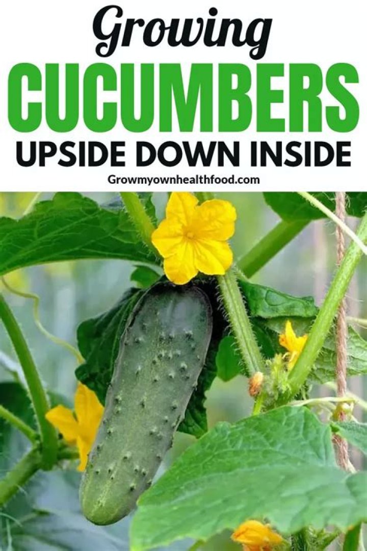 Can you grow cucumbers upside down?