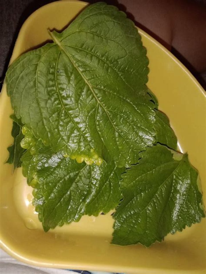 Can you smoke Klip Dagga?