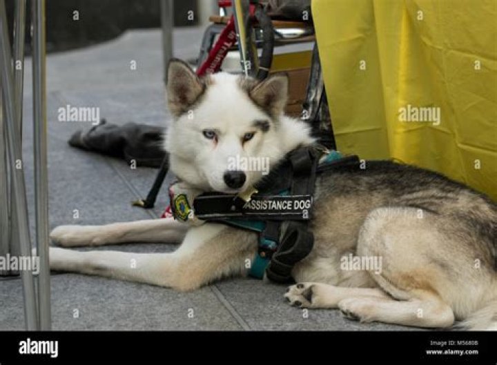 Dakota The Siberian Service Dog - Age, Family, Bio