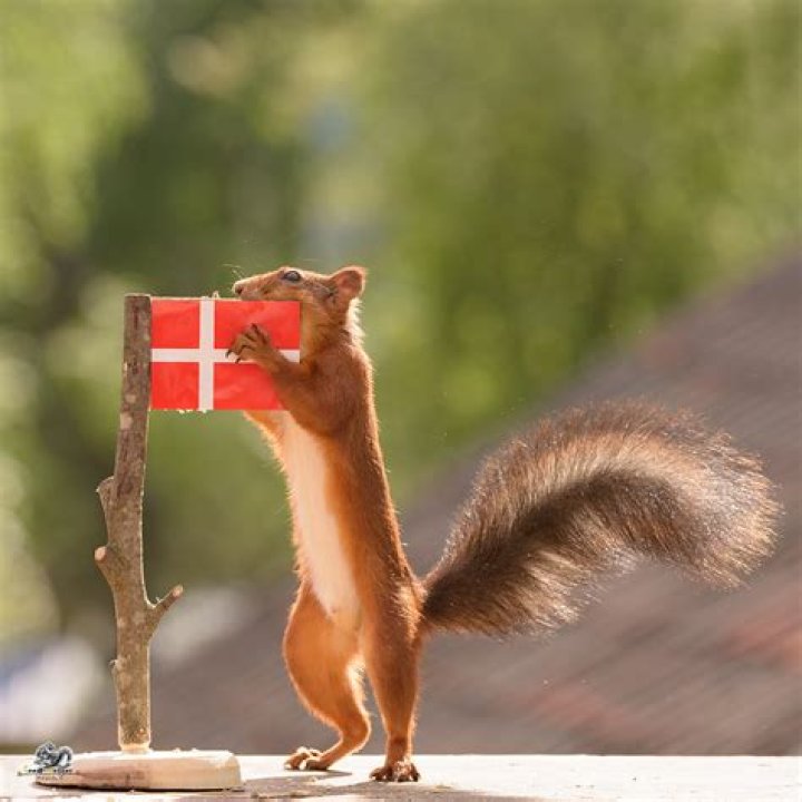 Danish celebrity squirrel Tintin risks losing his life!