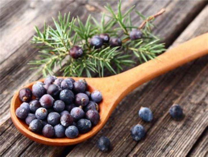 Do deer eat juniper berries?