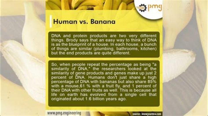 Do humans and bananas share the same DNA?