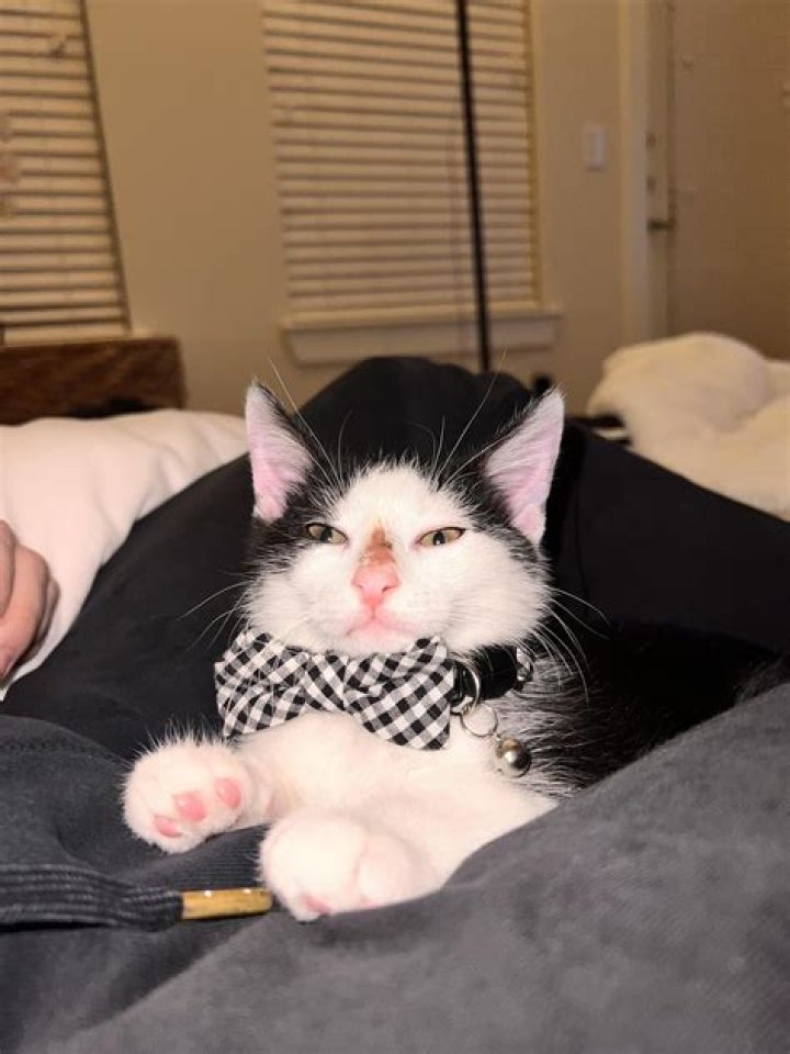 Do kittens have dry noses?