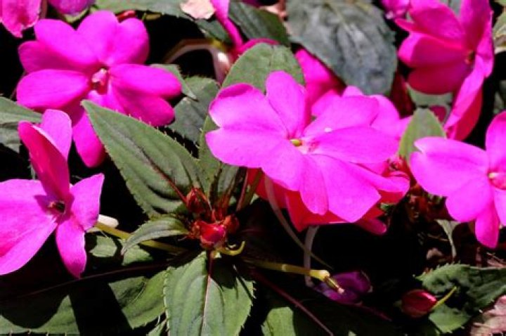 Do Sunpatiens come back every year?