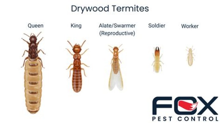 Do termites live in Sheetrock?