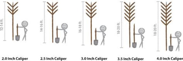 How big is a 2 caliper tree?
