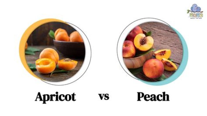 How can you tell the difference between an apricot and a peach?