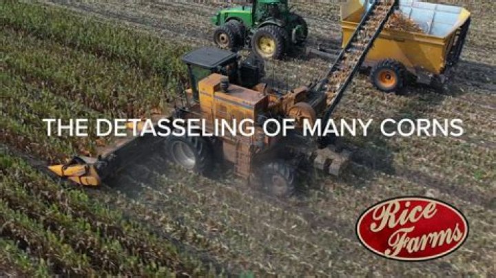 How do farmers Detassel corn?