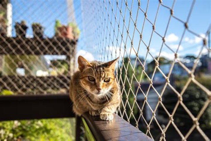 How do I keep my cat off the balcony railing?