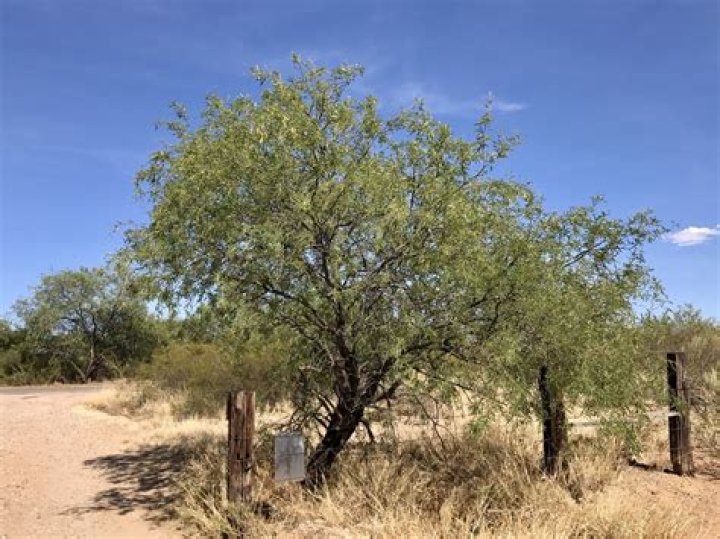 How do mesquite trees survive in the desert?