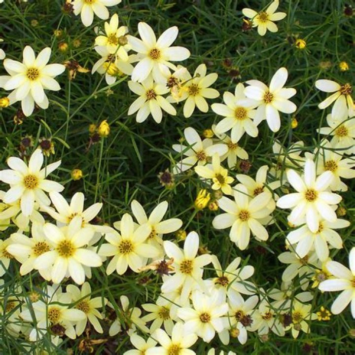 How do you divide Moonbeam coreopsis?