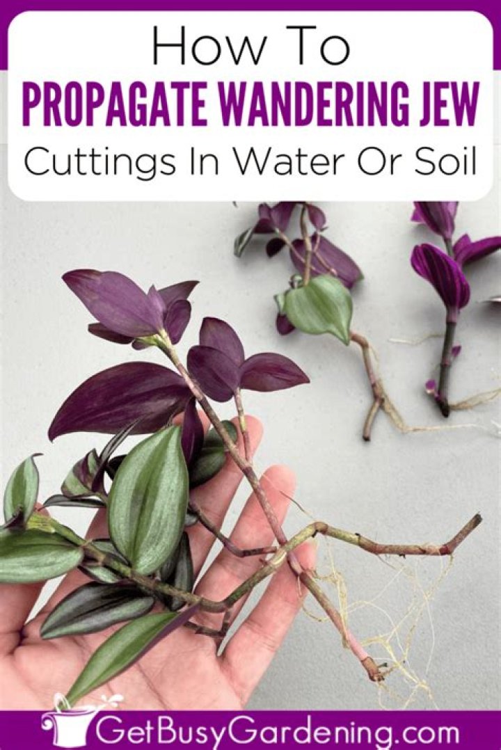 How do you propagate privet cuttings?