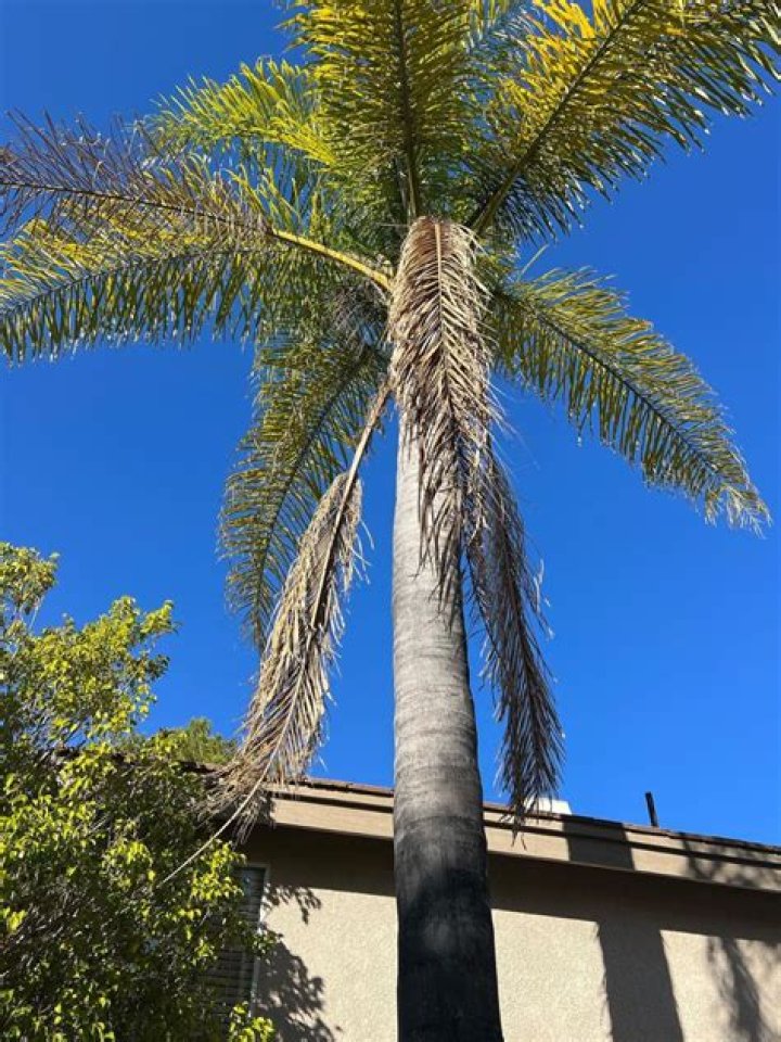How do you revive a queen palm tree?