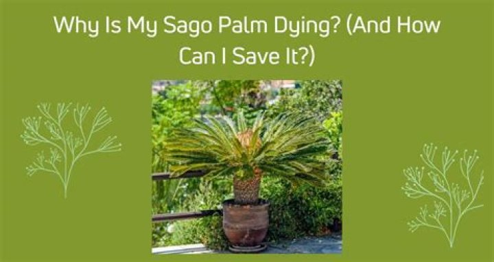 How do you save a dying sago palm?