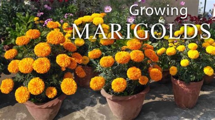 How long do French marigolds take to germinate?
