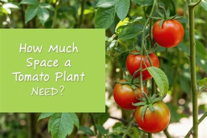 How much lime does a tomato plant need?