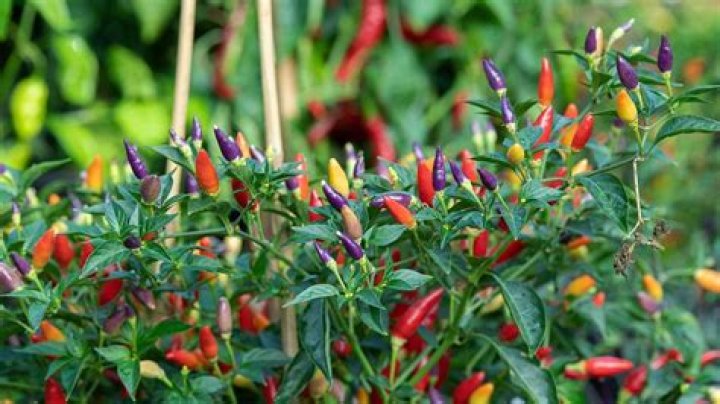 Is a chilli plant perennial?