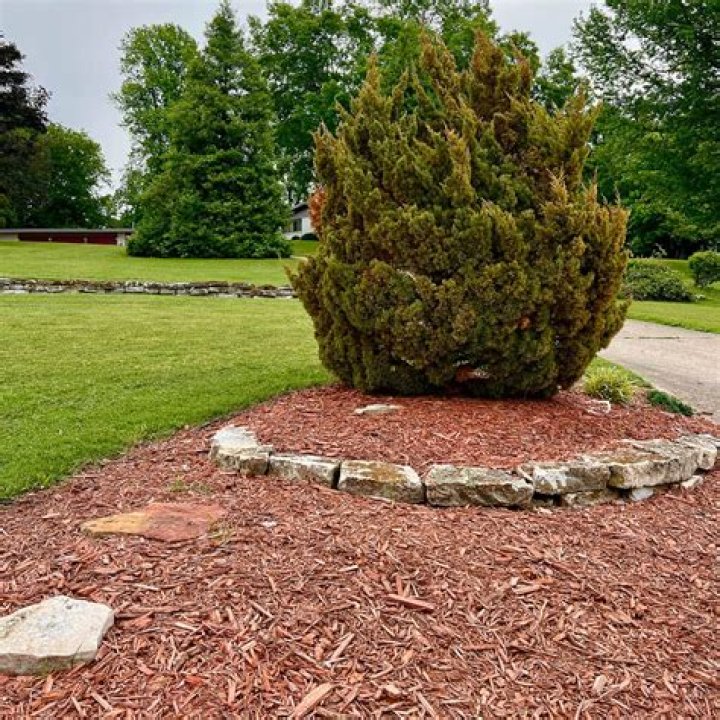Is cedar mulch better than pine mulch?