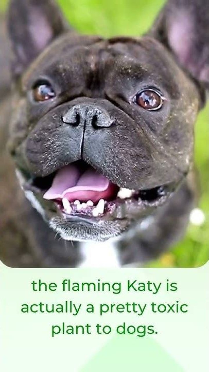 Is Flaming Katy poisonous to dogs?