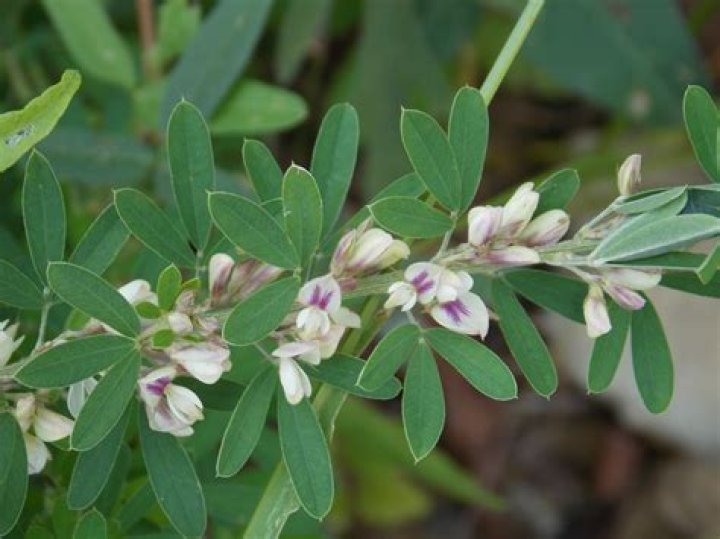 Is lespedeza a perennial?