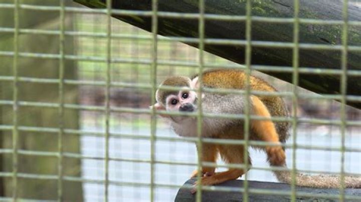 
Louisiana Zoo Officials Claim 12 Squirrel Monkeys Stolen 