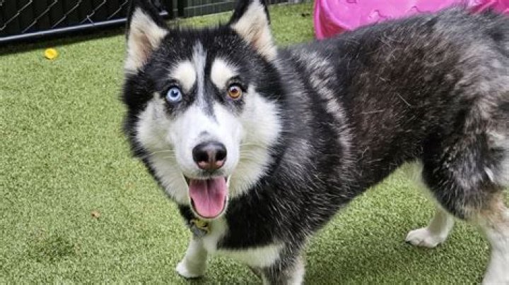 Maya the Husky - Age, Family, Bio