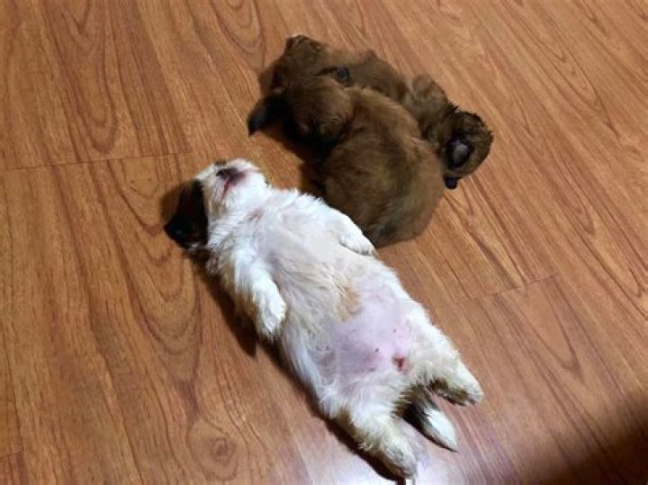Paningning, the adorable puppy from Philippines who sleeps in abnormal positions!