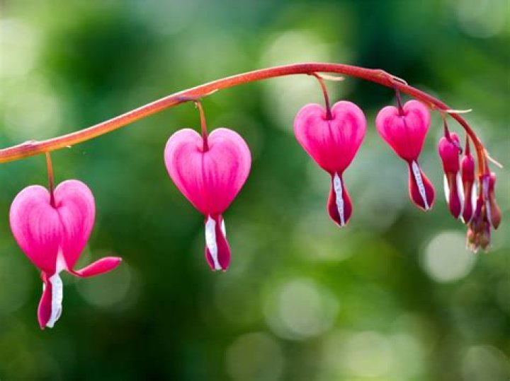 Should bleeding hearts be cut back after blooming?