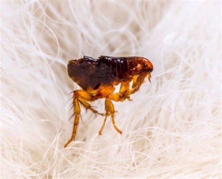 What animals eat fleas?