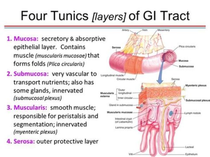 What are the 4 tunics of the GI tract?