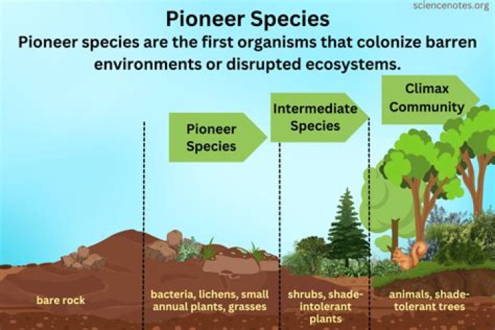 What are the characteristics of a pioneer species?