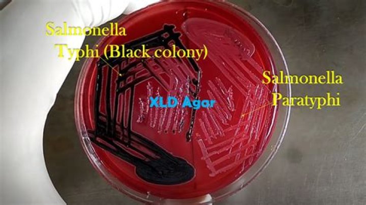 What are the morphological characteristics of salmonella on MacConkey Agar?