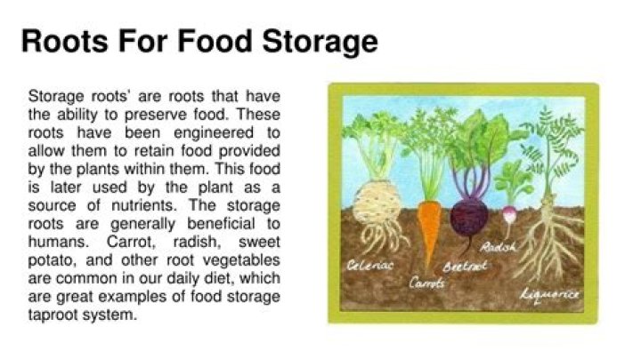 What are the storage roots?