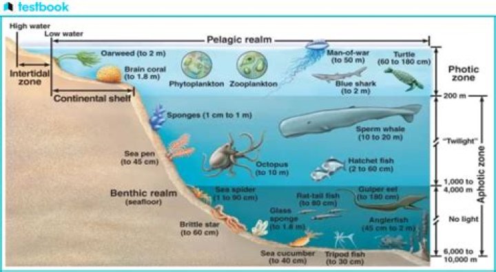 What are two factors that determine where an organism lives in an aquatic ecosystem?