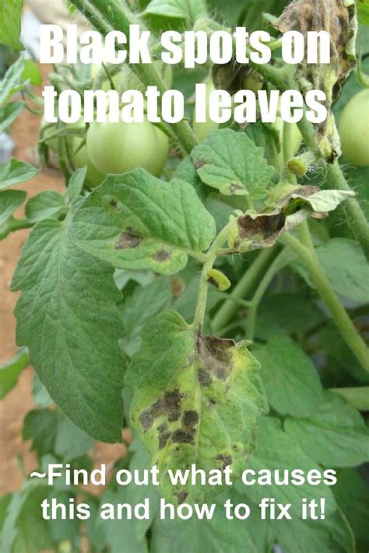 What causes black spots on bottom of tomatoes?