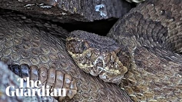 What do rattlesnake dens look like?