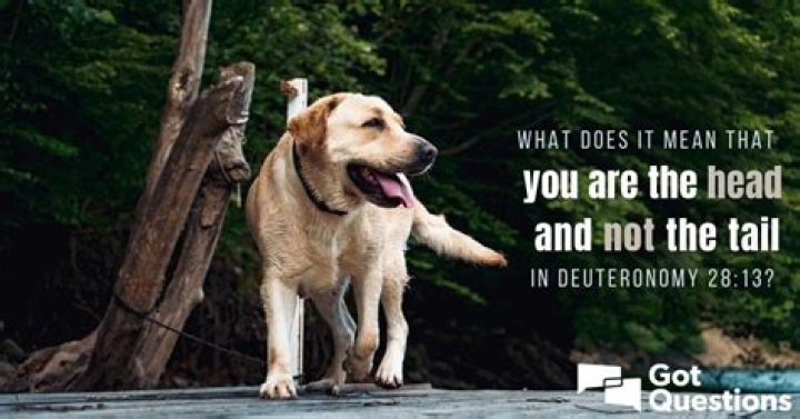 What does it mean that you are the head and not the tail in Deuteronomy 28:13?