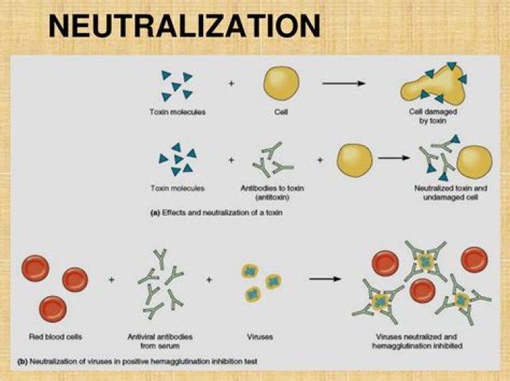 What does technique of neutralization mean in sociology?