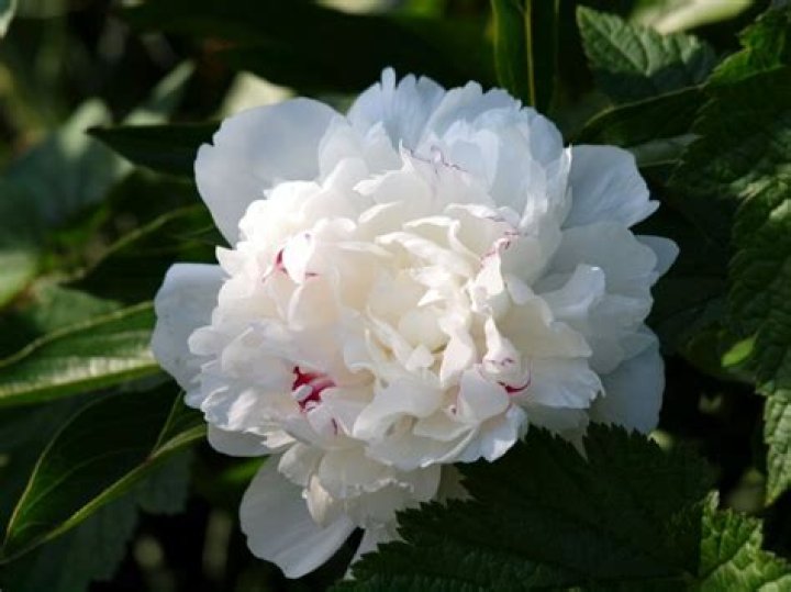 What does white peony symbolize?
